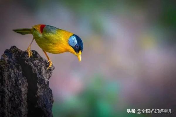 分享——40張極其少見的鳥