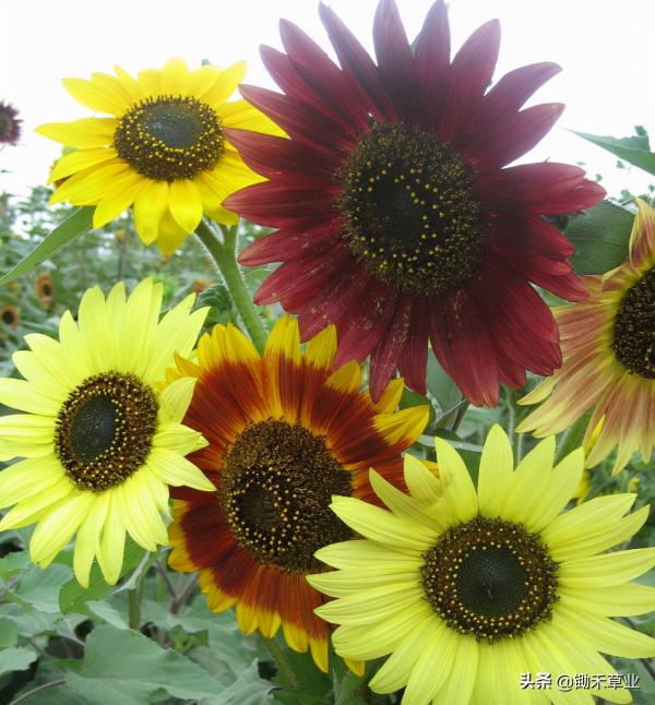 向陽而生-觀賞向日葵