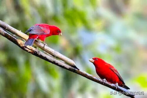 極品紅色鳥&mdash;&mdash;酒紅朱雀