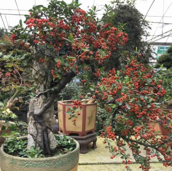 去年山上挖根“黑木樁”，養個1年時間改頭換面，成吉祥果樹盆景