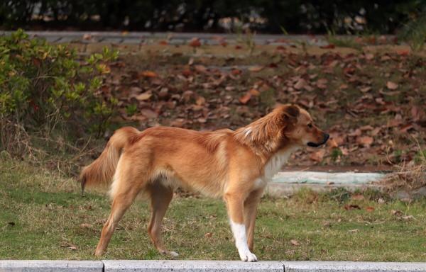 “王富貴”先苦後甜的幸福狗生