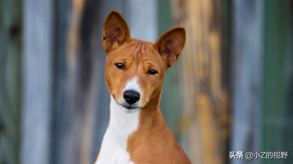 這7種獵犬，都來自非洲大陸，有你們認識的嗎？