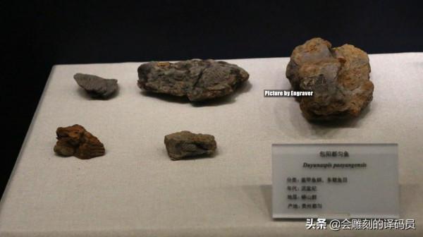 貴州地質博物館內的那些珍惜礦石（化石）、寶石你最喜歡那一塊？