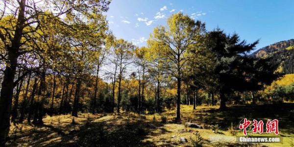 “高原綠色明珠”成金色世界 “高原綠色明珠”成金色世界