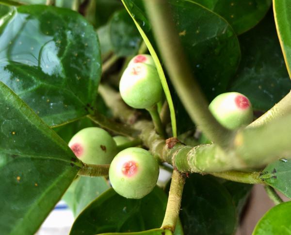 再窮也要養盆小盼菩提,有“旺運”好兆頭,被稱作“智慧樹” 再窮也要養盆小盼菩提,有“旺運”好兆頭,被稱作“智慧樹”