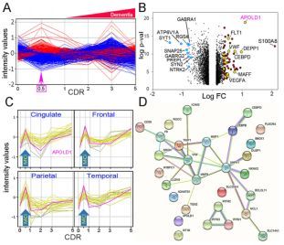 Alzheimer‘s &amp; Dementia：血管早期反應基因參與是認知障礙特徵