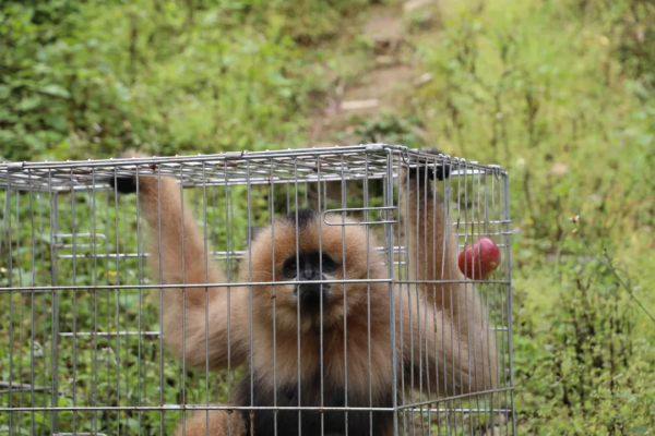 西黑冠長臂猿“小平安”迴歸景東無量山棲息地