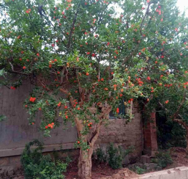 6種花，不怕太陽曬，太陽底下嗖嗖長個兒