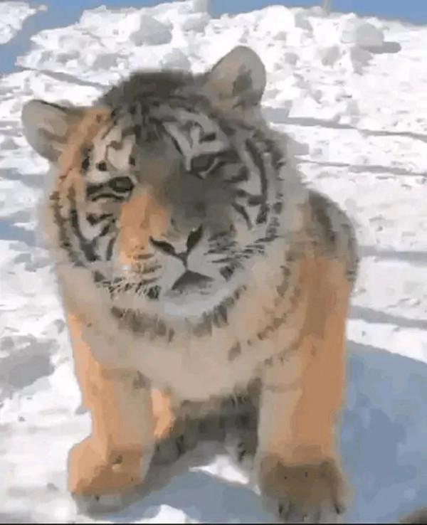 &quot;吾有知乎哉？無知也&quot;