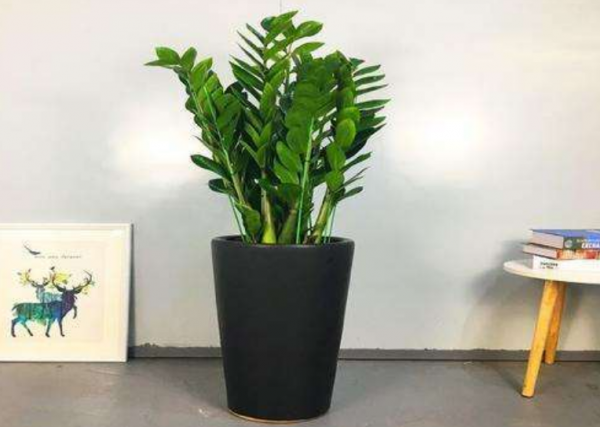 這3種花“愛吃土”，春天換盆換土，才能長得旺