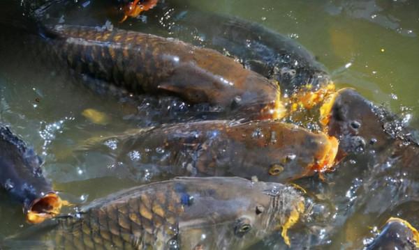 冬天釣魚,這4種晴天不要去,幾乎沒有魚吃鉤 冬天釣魚,這4種晴天不要去,幾乎沒有魚吃鉤