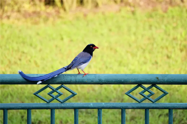 40+張大片!帶你領略這裡的“鳥禽圖鑑”! 40+張大片!帶你領略這裡的“鳥禽圖鑑”!