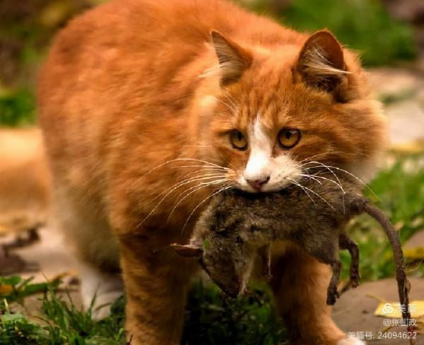 老媽貓口奪下大老鼠，讓我美餐一頓