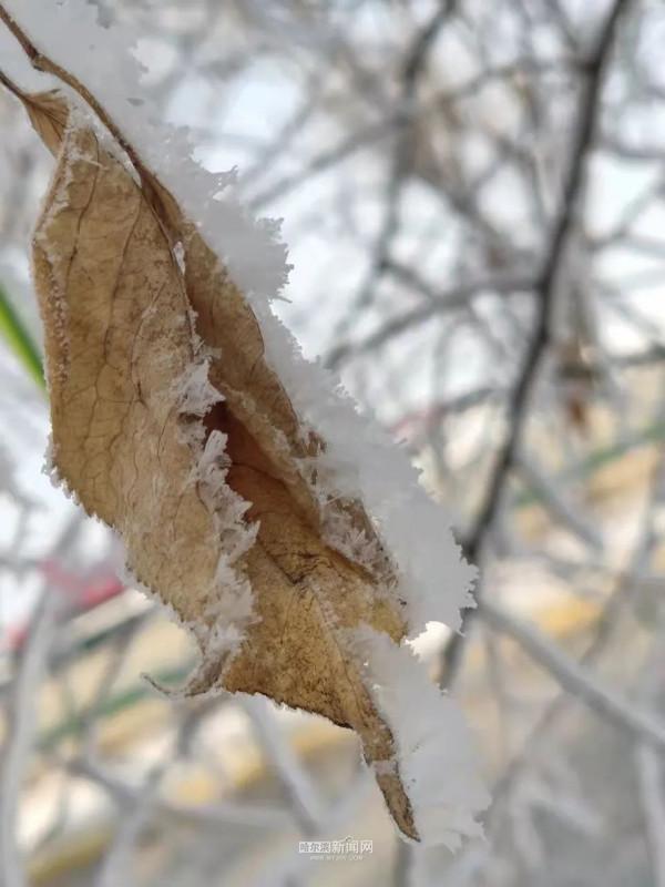 霧裡看凇｜冰城今日限定美景