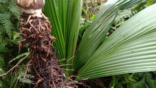 用仙茅根煮水泡腳，祛風除溼，90歲老媽走路靈活