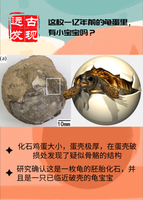 100000000年前的蛋 100000000年前的蛋