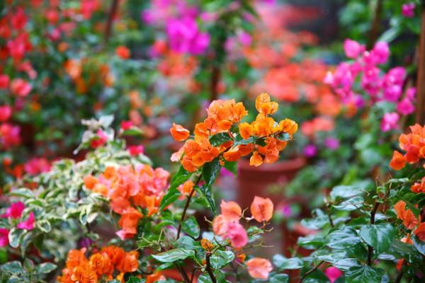 三角梅的養護技巧