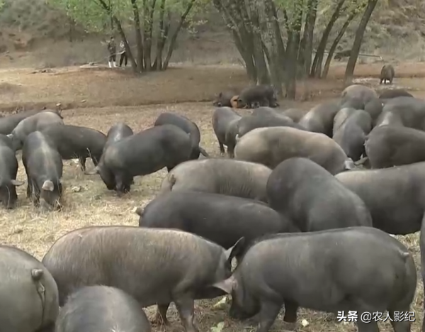 河北小夥創業搞養殖，怪招養黑豬，賣豬有高招，年收入達5000萬元