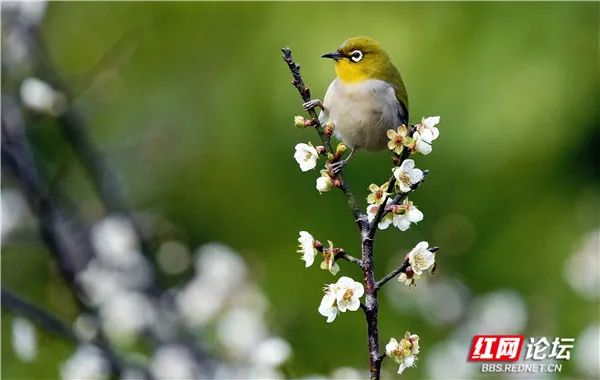 花鳥呈祥正是好兆頭！特別的祝福送給我們的2022年