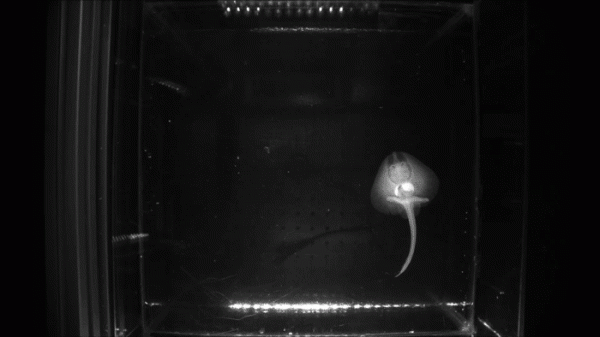 數學框架揭示了一種生物可以在水下行走