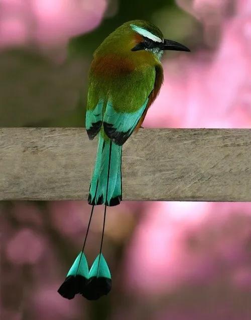 100幅美麗的鳥圖欣賞