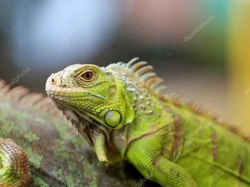 伴隨著全球氣候變化，來看看動物都是如何應對的，這本書帶你揭秘