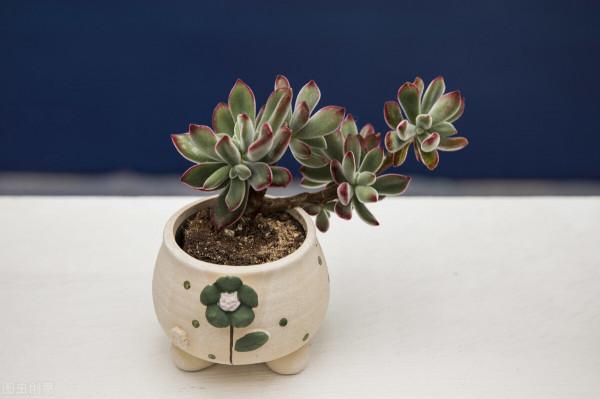 34種常見花草耐凍極限溫度，哪些該搬到室內養，一清二楚