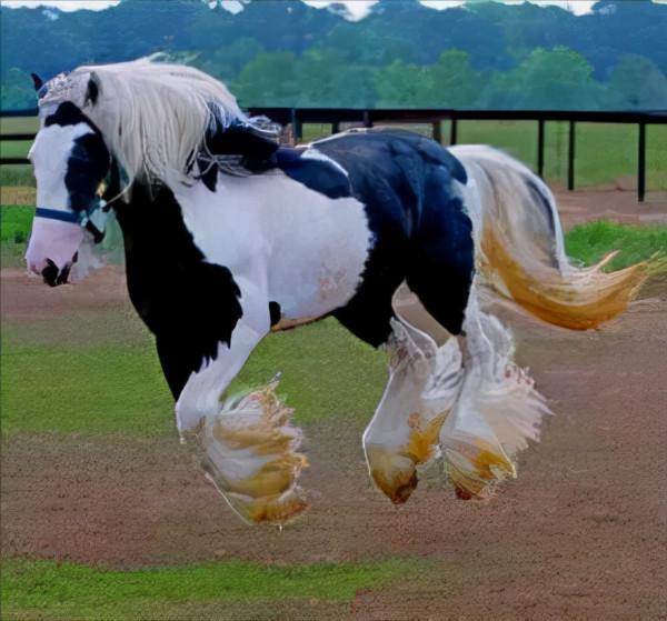 全球最貴的九種馬，價值四億的馬你見過嗎？汗血寶馬無緣榜首