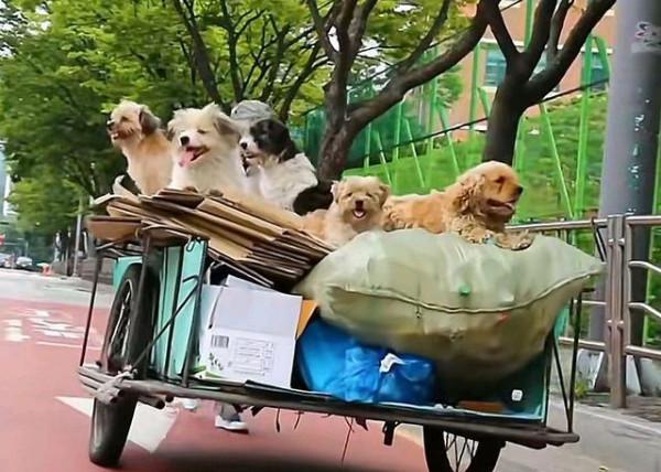 大叔靠撿廢品收養一群流浪狗，為報收養恩，5只狗每天陪他撿垃圾