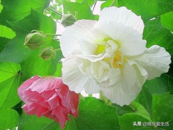 富貴吉祥慶中秋,花好月圓人團圓,5種“中秋花”,快來認識一下 富貴吉祥慶中秋,花好月圓人團圓,5種“中秋花”,快來認識一下