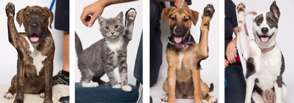 華人注意!紐西蘭動保機構向你求助:在這個夏天成為它們的寄養父母吧 華人注意!紐西蘭動保機構向你求助:在這個夏天成為它們的寄養父母吧