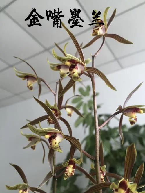 為什麼很多人養花養不活