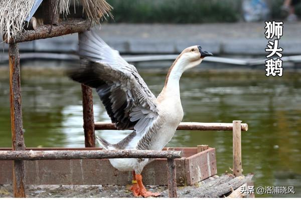 家鵝與天鵝是近親嗎？兼談家鵝與天鵝的區別