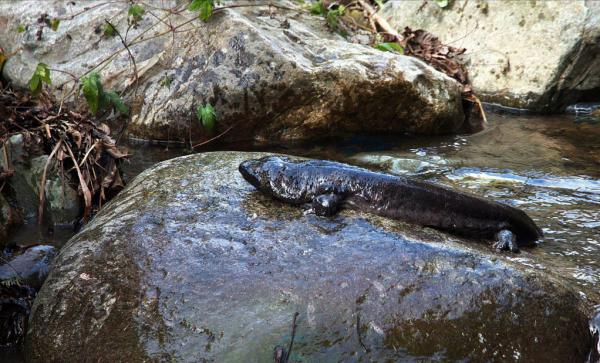 秦嶺娃娃魚被濫捕，野生數量減少8成，暴利背後是怎樣的危機？