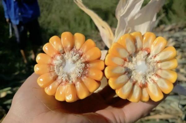 “一優二快三硬四高”的玉米品種,最高畝產2192斤,到底好在哪裡 “一優二快三硬四高”的玉米品種,最高畝產2192斤,到底好在哪裡