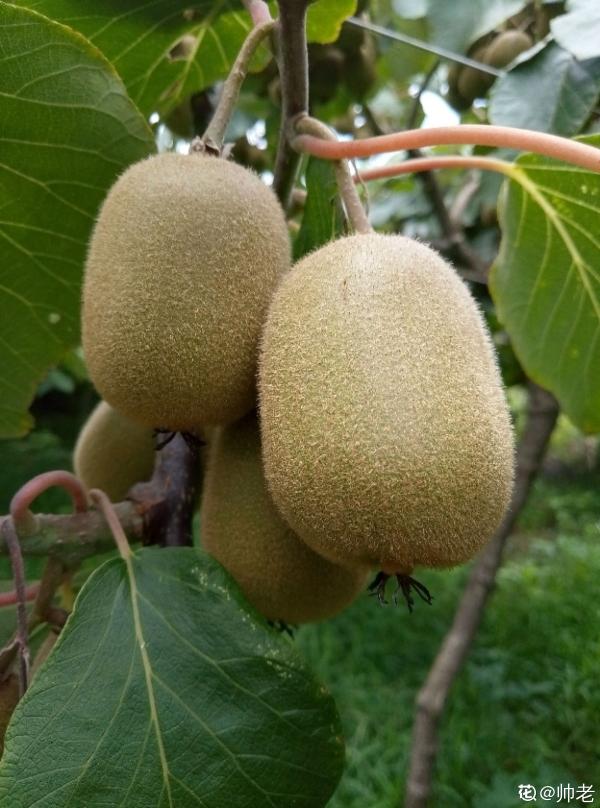 獼猴桃也能自己種？學好養殖，還你滿盆獼猴桃