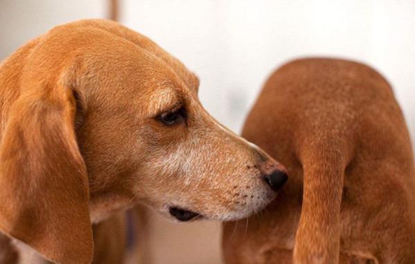 狗狗一見面,為什麼會先“聞屁股”?科學研究這是彼此交流的方式 狗狗一見面,為什麼會先“聞屁股”?科學研究這是彼此交流的方式