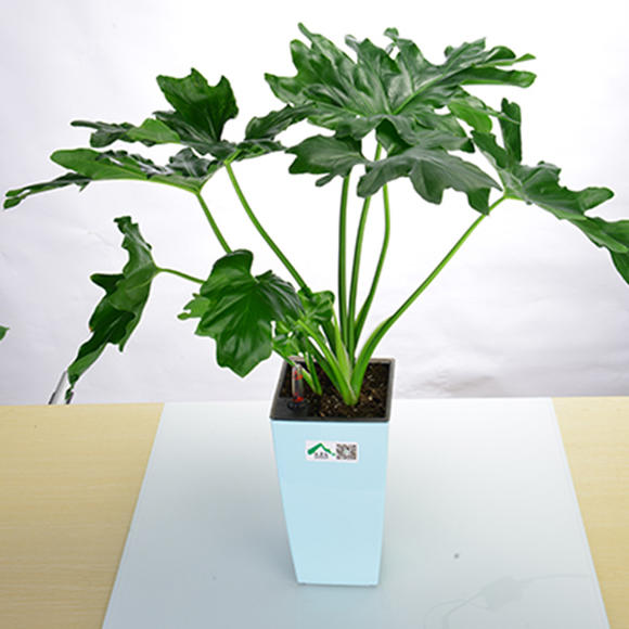 6種健康花,家裡養一盆,格調高壽命長,乾淨,健康,運氣好 6種健康花,家裡養一盆,格調高壽命長,乾淨,健康,運氣好