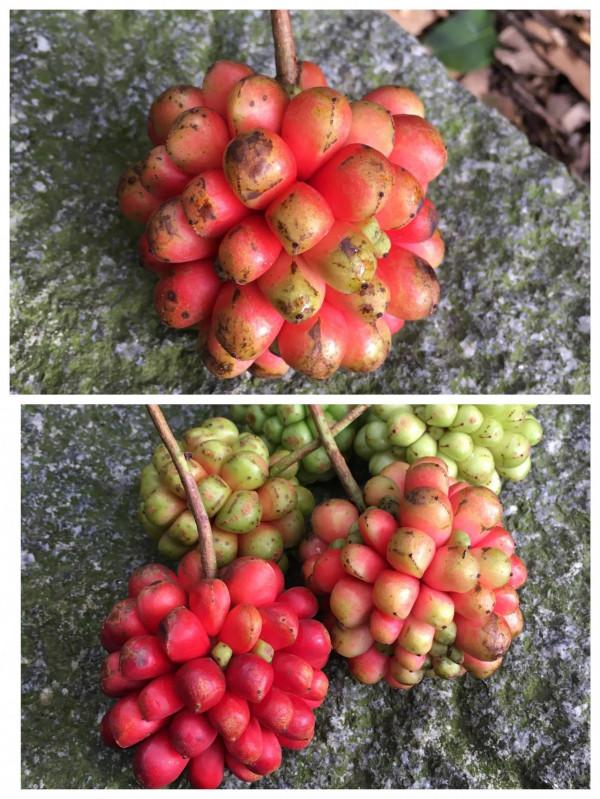 吃貨養成記:二零一六 吃貨養成記:二零一六