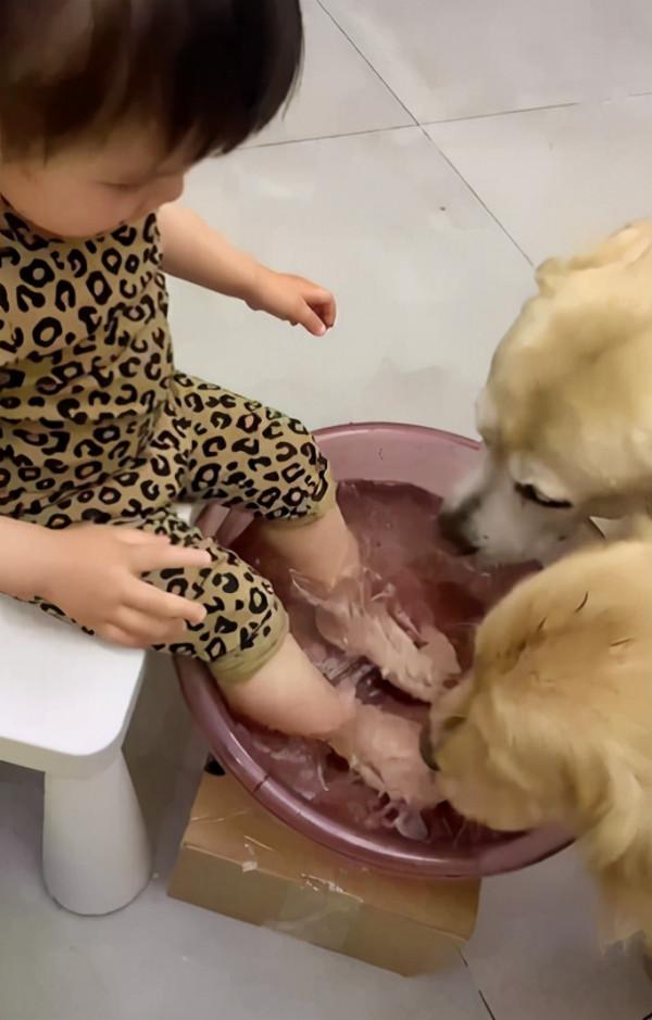 2只金毛湊過來喝寶寶洗腳水,把女子都看愣住了:有這麼好喝嗎? 2只金毛湊過來喝寶寶洗腳水,把女子都看愣住了:有這麼好喝嗎?