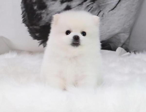 想確定博美是不是純種，要從這些方面出發，達不到標準就是串串狗