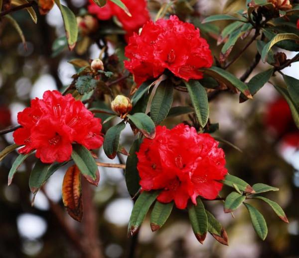 時光眼裡的雲南(全景篇) 時光眼裡的雲南(全景篇)