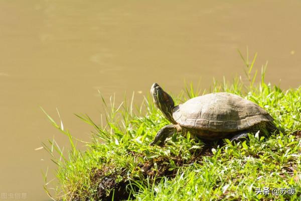 龜苗腸胃炎治療案例分享！教你針對性選擇治療環境和方法
