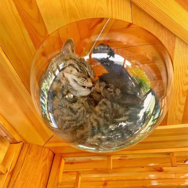 華燈熠熠,貓敲棋子,看官約嗎? 華燈熠熠,貓敲棋子,看官約嗎?