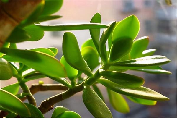 養玉樹3個“控養法”,學會剋制,才能長成“玉樹臨風”的大盆景 養玉樹3個“控養法”,學會剋制,才能長成“玉樹臨風”的大盆景