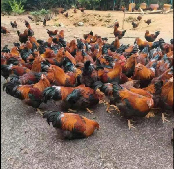 農村老鐵深山養土雞，年賺千萬逆襲成土豪，他是怎樣成功緻富的呢