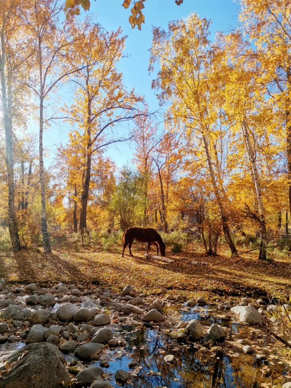 金秋時節,新疆戈壁的胡楊林穿上了華麗的服裝 金秋時節,新疆戈壁的胡楊林穿上了華麗的服裝
