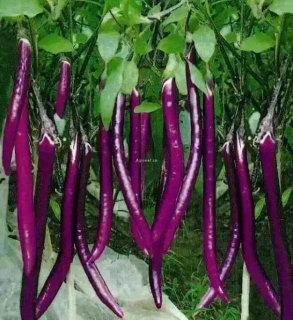 農業科技的力量和進步