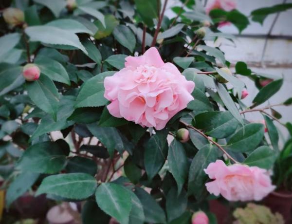 茶花落葉成光桿，從三點找原因，讓它葉片油綠繁茂，才能開花爆盆