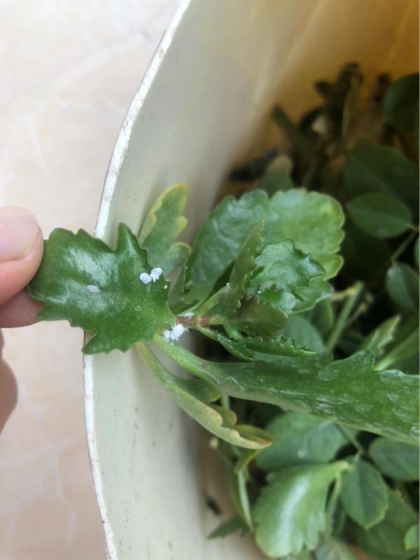 植物招蟲怎麼救?預防最重要,4招快速解決 植物招蟲怎麼救?預防最重要,4招快速解決